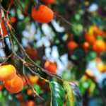Persimmon or kaki: sowing, growing and harvest