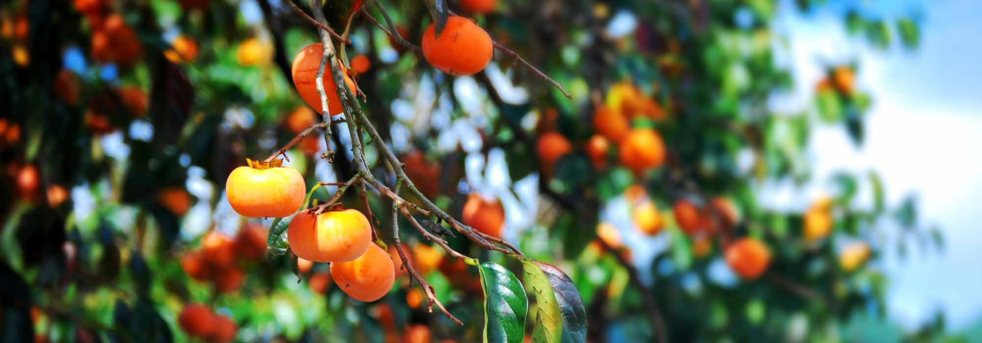 Persimmon or kaki: sowing, growing and harvest