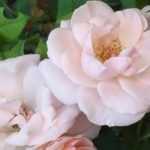 Rose bush hedge: the 10 best varieties
