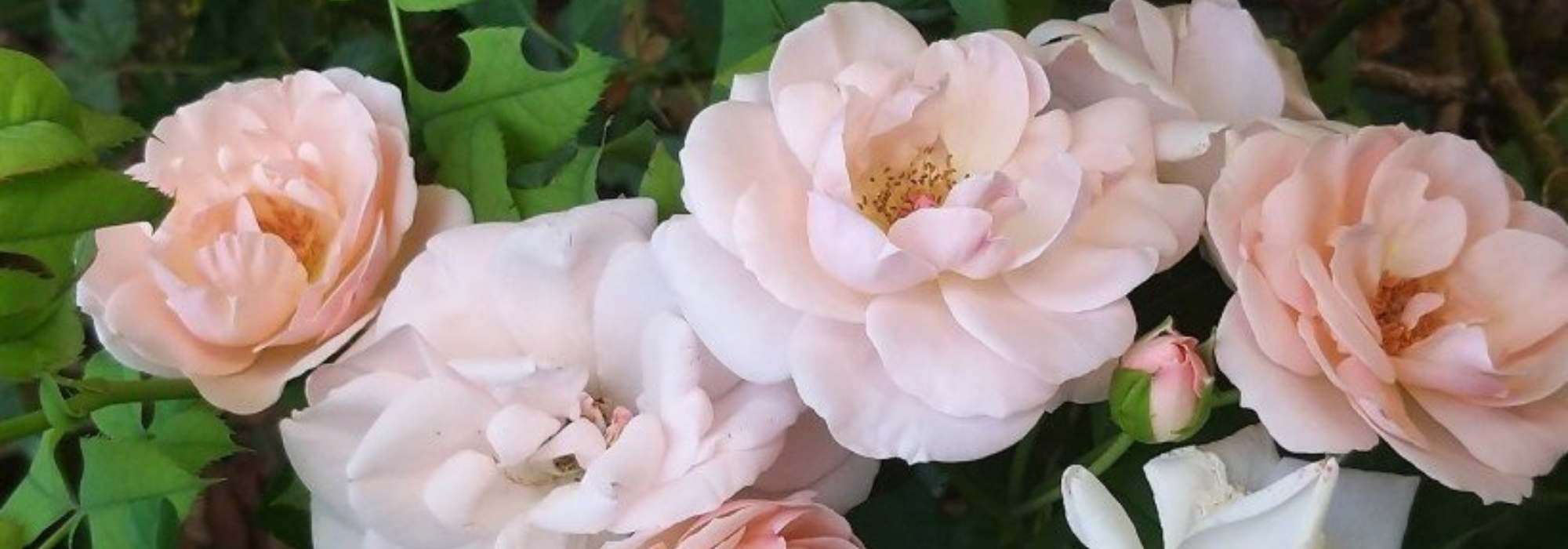 Rose bush hedge: the 10 best varieties