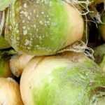 Rutabaga: sowing, cultivation, harvest