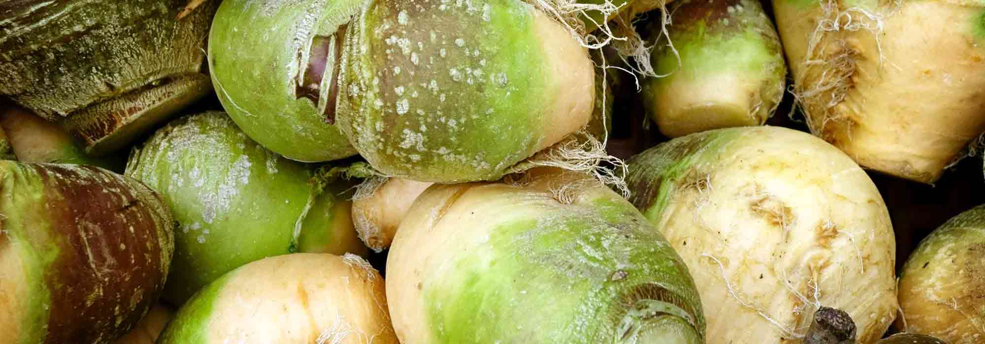 Rutabaga: sowing, cultivation, harvest