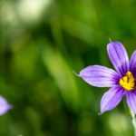 Sisyrinchium, Bermudiana: planting, growing, and caring for
