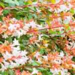 Calcareous soil: which bushes to choose?