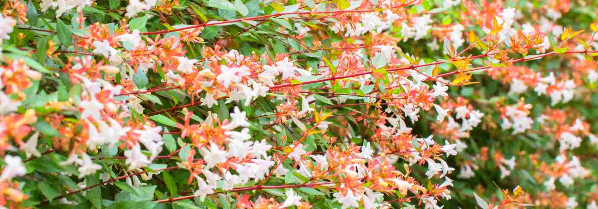 Calcareous soil: which bushes to choose?