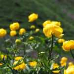 Trollius: planting, growing, and care