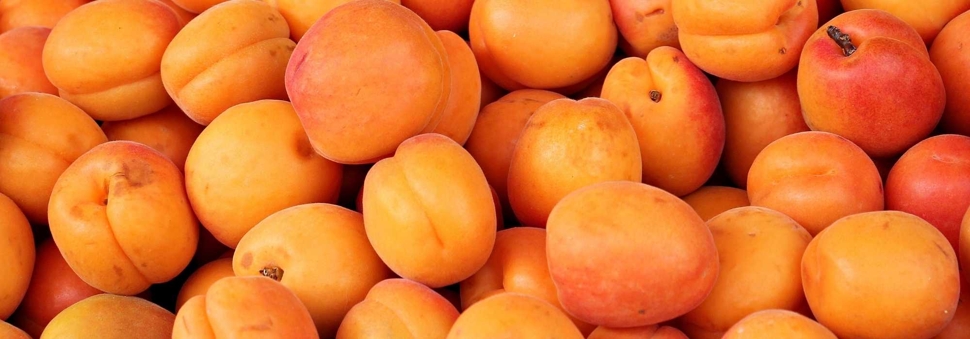 Apricot tree: the best varieties