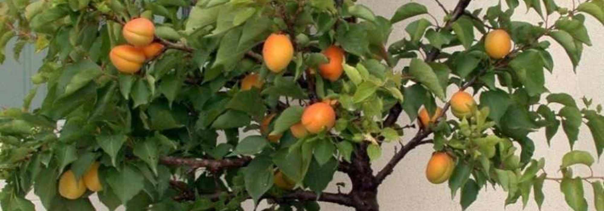10 dwarf fruit trees to grow in pots