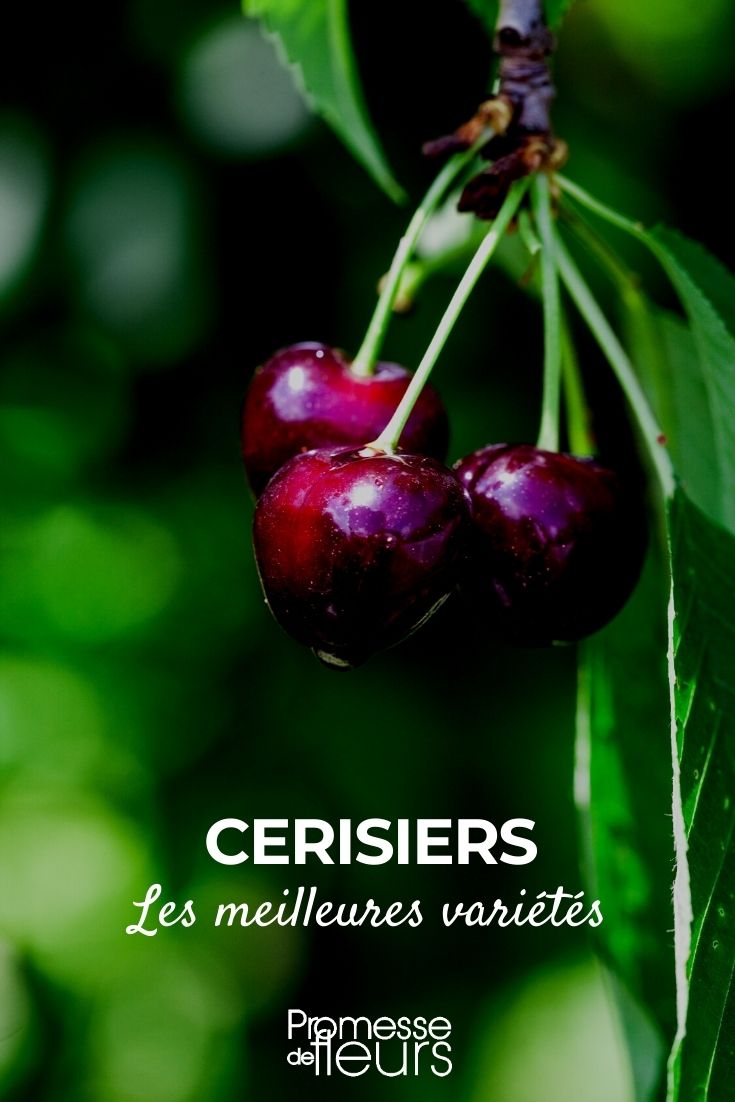 Our Selection of the Best Cherry Trees