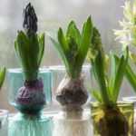 How to force a hyacinth in a bulb vase? - tutorial