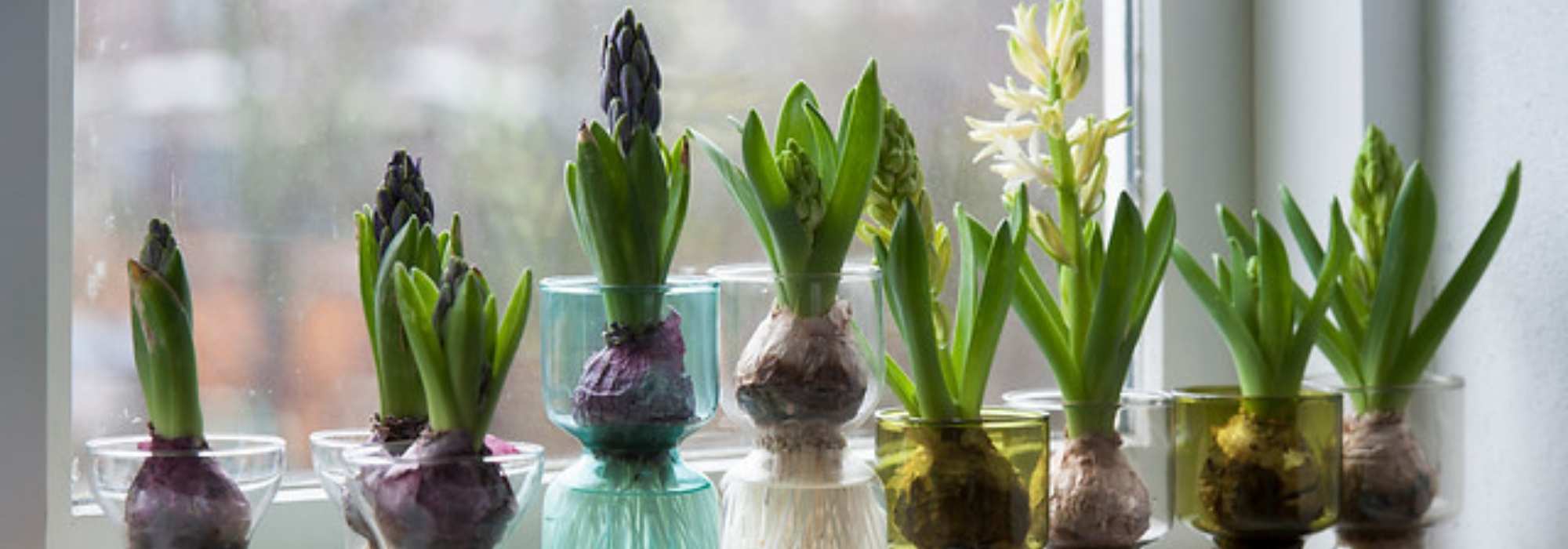 How to force a hyacinth in a bulb vase? - tutorial