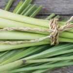 Growing lemongrass in a pot