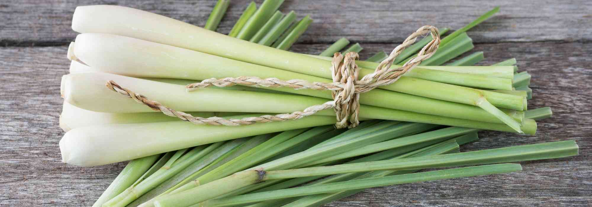 Growing lemongrass in a pot