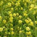White mustard: sowing, growing