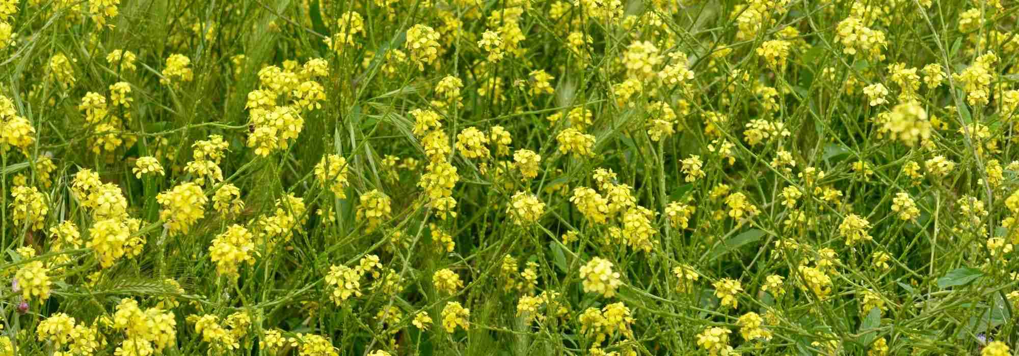 White mustard: sowing, growing