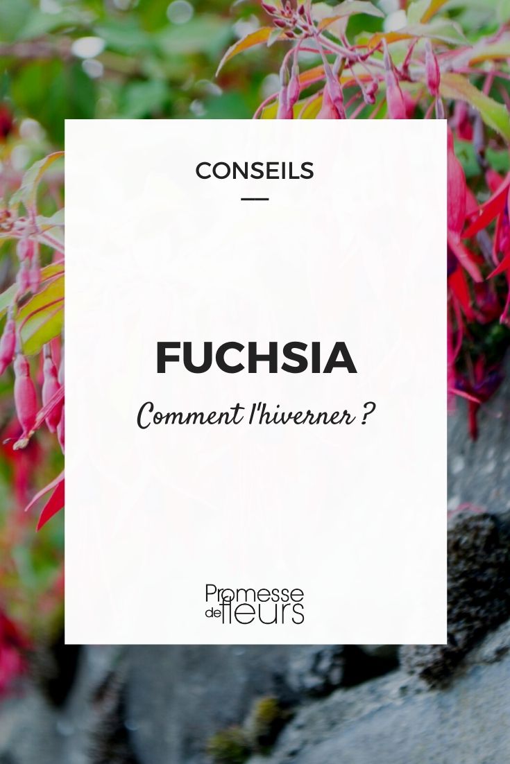 How to Overwinter a Fuchsia?