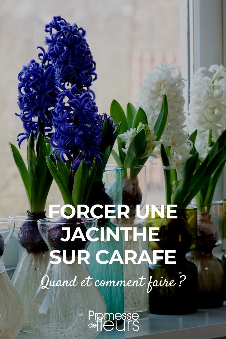 Growing Hyacinths in a Carafe: Indoor Hyacinth Cultivation

Hyacinths are a delightful addition to any indoor setting, offering a splash of colour and a heavenly fragrance. Cultivating hyacinths indoors using a carafe is not only aesthetically pleasing but also a straightforward process. Here’s how you can successfully grow these charming flowers inside your home.

### Choosing Your Hyacinth Bulbs

Select healthy Hyacinthus orientalis bulbs from a reputable supplier. Ensure the bulbs are firm and free from any signs of disease or damage.

### Preparing the Carafe

Choose a glass carafe that is both stylish and functional. The carafe should be clean and provide enough space for the bulb to sit at the top while allowing roots to dangle into the water below.

### Setting Up Your Hyacinth

1. Fill the carafe with water, ensuring that it touches just the base of the bulb. Avoid submerging the entire bulb as this can lead to rot.
2. Place the bulb in the neck of the carafe, making sure it’s secure and does not touch the water.
3. Position the carafe in a cool, dark place until the shoots start to appear. This initial stage is crucial for root development.

### Caring for Your Indoor Hyacinth

Once the shoots appear, move the carafe to a brighter location, but avoid direct sunlight. Maintain the water level, always keeping it just below the bulb. As the shoots grow, you can expect to see blooms in a few weeks.

### Enjoying the Blooms

Hyacinths typically flower in the spring, but by forcing them indoors, you can enjoy their beauty and scent much earlier. Once the blooms have faded, you can compost the bulbs as they will not likely flower again indoors.

Cultivating hyacinths in a carafe is a simple yet rewarding indoor gardening project. With minimal effort, you can bring a touch of spring into your home, even during the colder months.