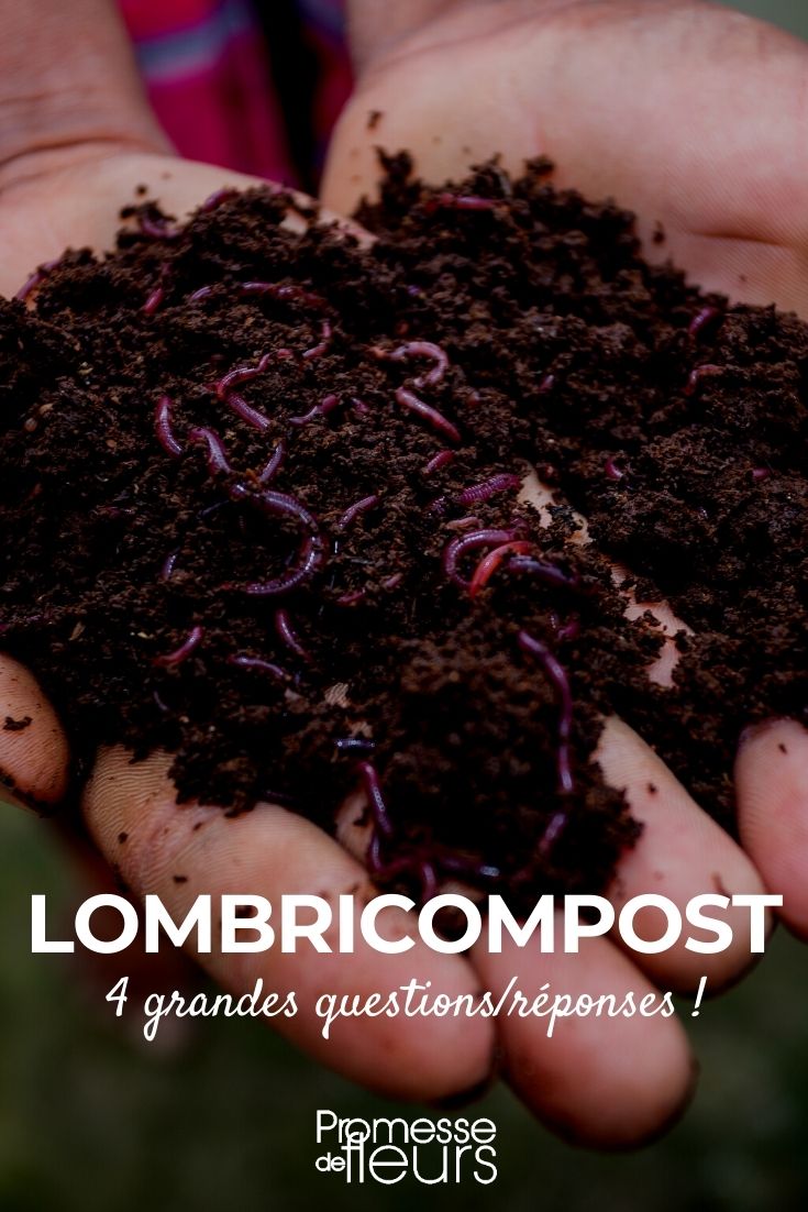 Worm Compost