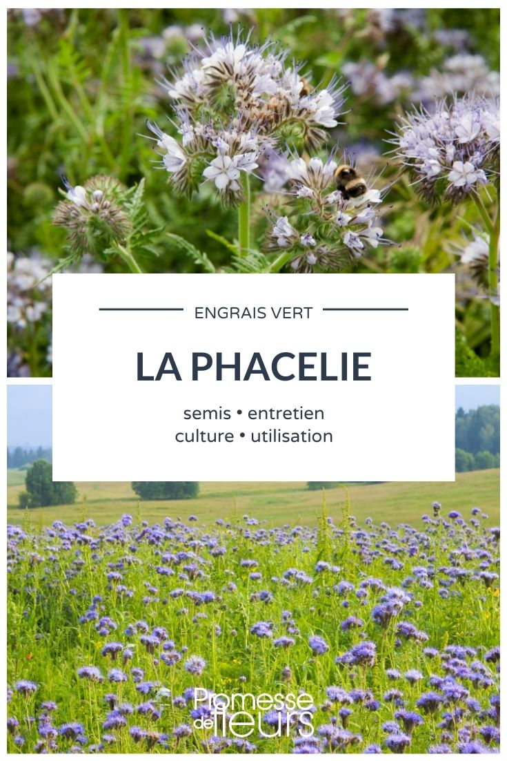 Phacelia: Everything You Need to Know

Phacelia, also known as scorpionweed or heliotrope, is a versatile plant that has gained popularity among gardeners and farmers alike. This plant is not only admired for its vibrant and attractive blooms but also for its benefits as a green manure and its ability to attract pollinators like bees.

### Growing Phacelia

Phacelia is relatively easy to grow and can thrive in a variety of soil types, although it prefers well-drained soils. It's an excellent choice for both experienced and novice gardeners. Here’s how you can grow Phacelia successfully:

- **Sowing**: Phacelia seeds can be sown directly into the ground from March to September. The plant prefers a sunny spot but can tolerate partial shade.
- **Watering**: Regular watering is essential, especially during dry spells. However, be careful not to overwater as Phacelia does not like soggy soil.
- **Care**: Phacelia is a low-maintenance plant. It does not require fertilization and is relatively pest-free.

### Benefits of Phacelia

- **Bee Attraction**: Phacelia is a fantastic source of nectar and pollen, making it extremely attractive to bees and other pollinators.
- **Green Manure**: When used as a cover crop, Phacelia helps in soil conditioning. It improves soil structure, adds organic matter, and suppresses weed growth.
- **Beauty**: With its lush foliage and clusters of purple or blue flowers, Phacelia is a beautiful addition to any garden.

### Common Uses

- **Ornamental Gardening**: Due to its aesthetic appeal, Phacelia is often used in ornamental gardens. It can be planted in borders, flower beds, or as part of a wildflower meadow.
- **Agricultural Use**: Farmers use Phacelia as a cover crop to enhance soil health and as a part of sustainable farming practices.

### Conclusion

Whether you are a gardening enthusiast or a professional farmer, Phacelia offers numerous benefits and is a delightful addition to your green space. Its ease of cultivation and ecological benefits make it a valuable plant for various gardening and agricultural applications.