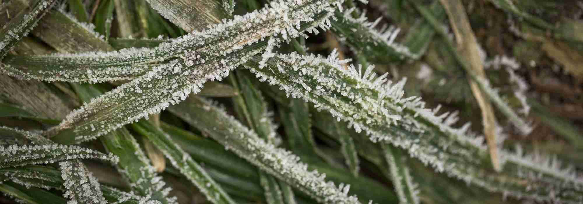 Preparing your garden for winter