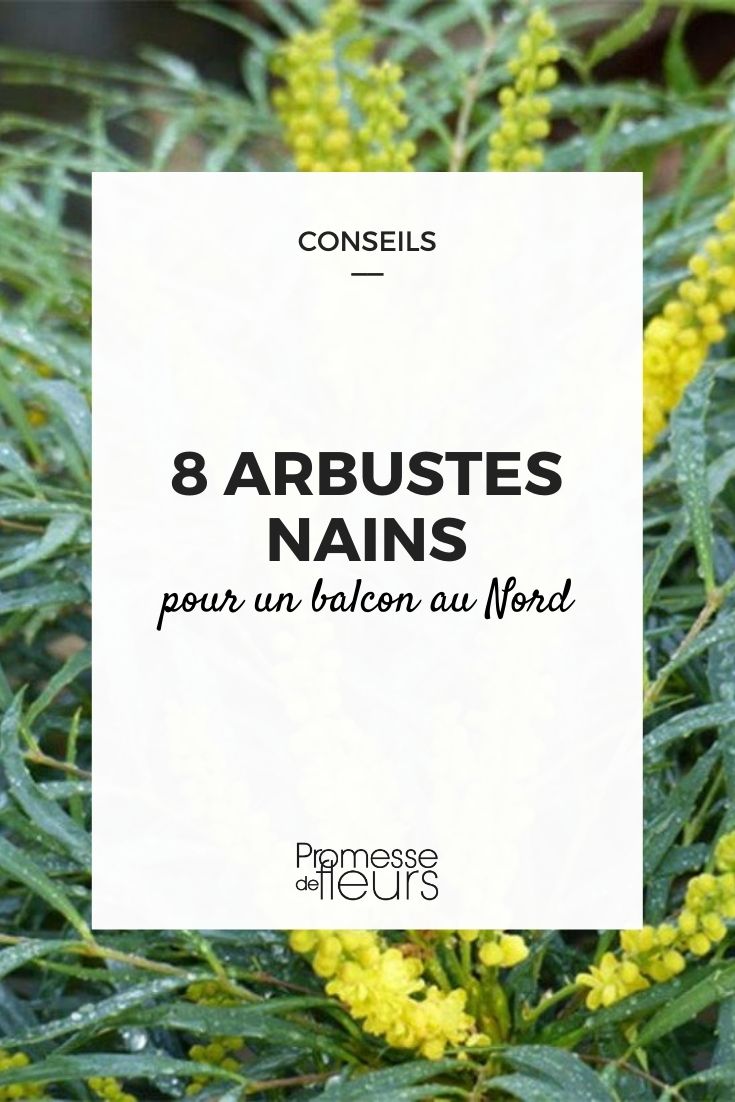 8 Dwarf Bushes for North-Facing Balconies