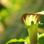 Arisaema: planting, growing, and care