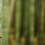 Install a rootstock barrier