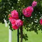 How to stake standard and weeping roses?