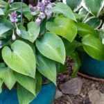 Growing hostas in pots
