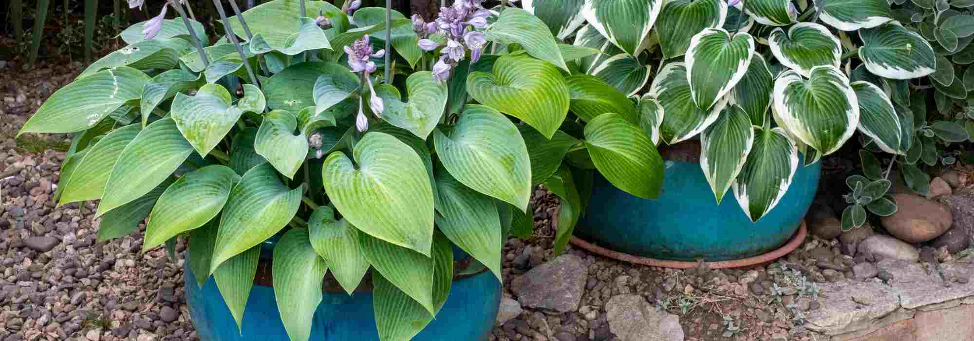 Growing hostas in pots