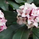 Choosing your Daphne: buyer's guide