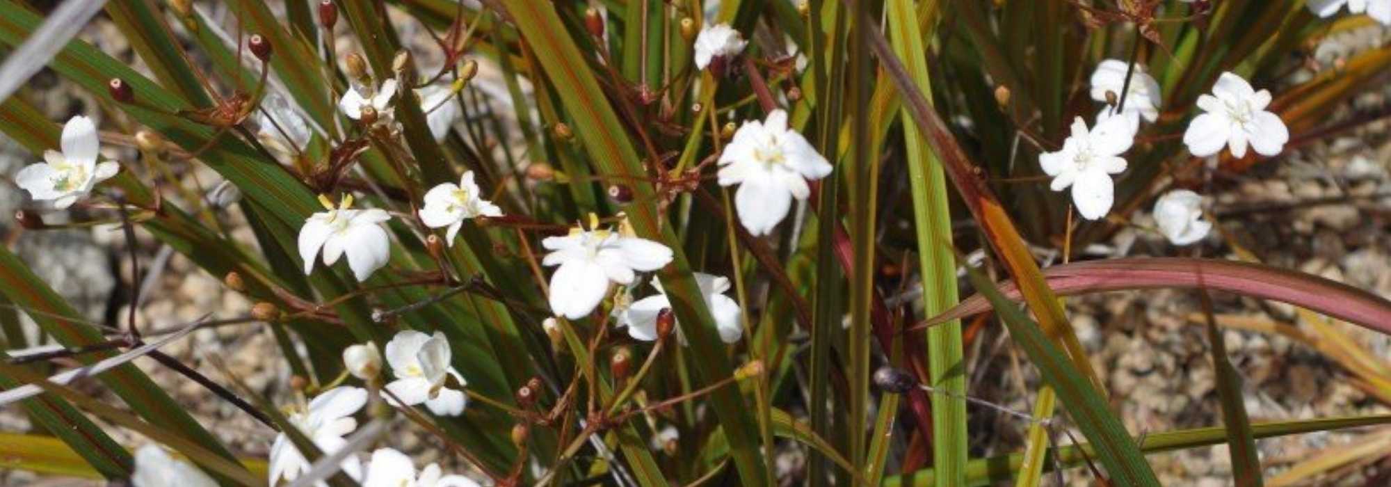 Libertia: planting, growing