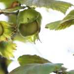 Choosing the right hazel: buyer's guide