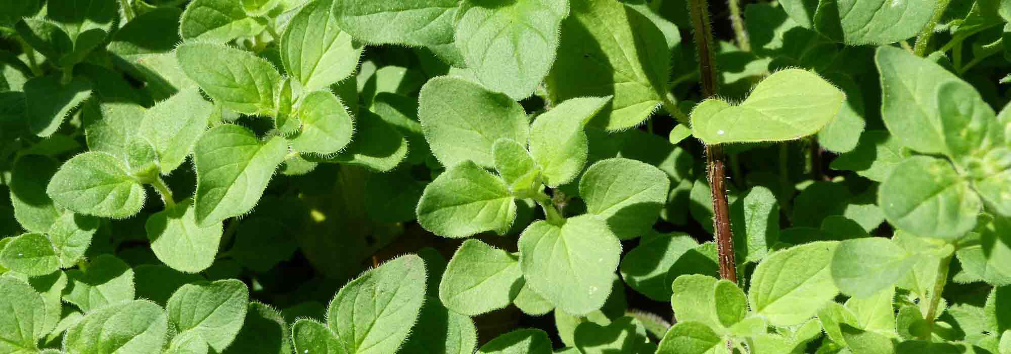 Oregano: sowing, cultivation, harvest