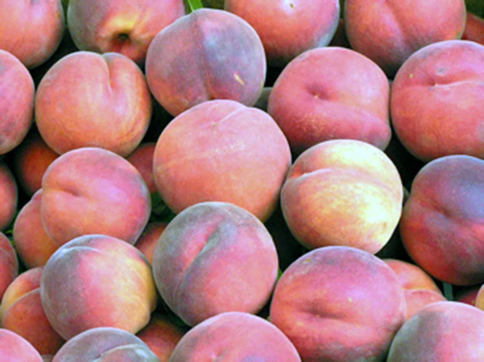 Peach tree, nectarine tree: the best varieties