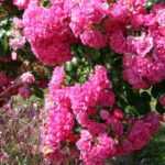 Planting a standard or weeping rose