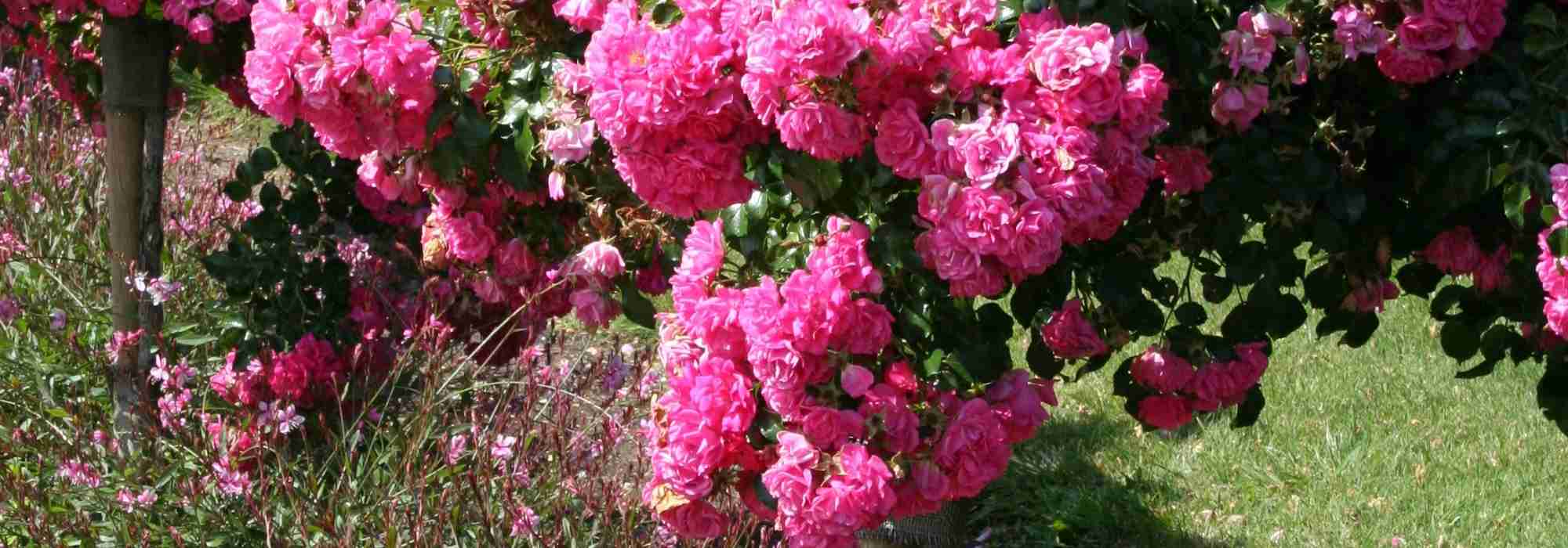 Planting a standard or weeping rose