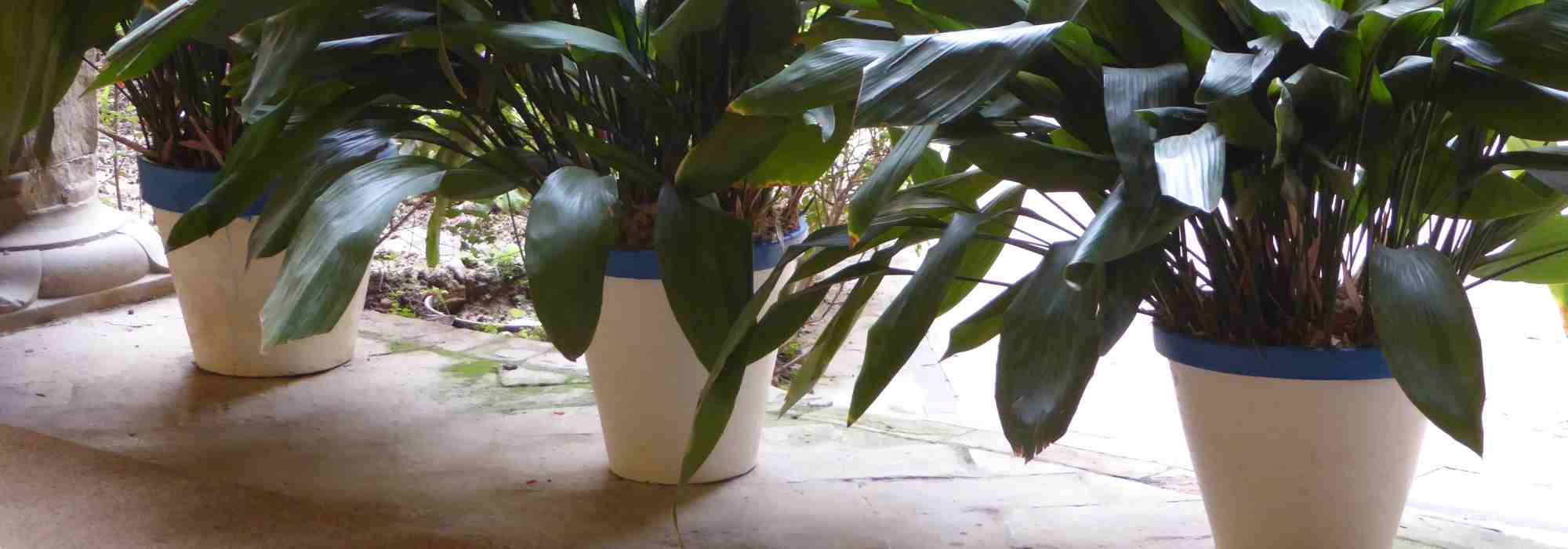 Plastic, biodegradable or terracotta pot…