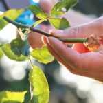 When and how to carry out pruning of a standard or weeping rose?