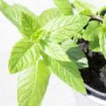 Growing mint in pots