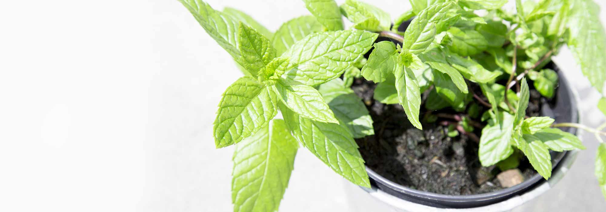 Growing mint in pots