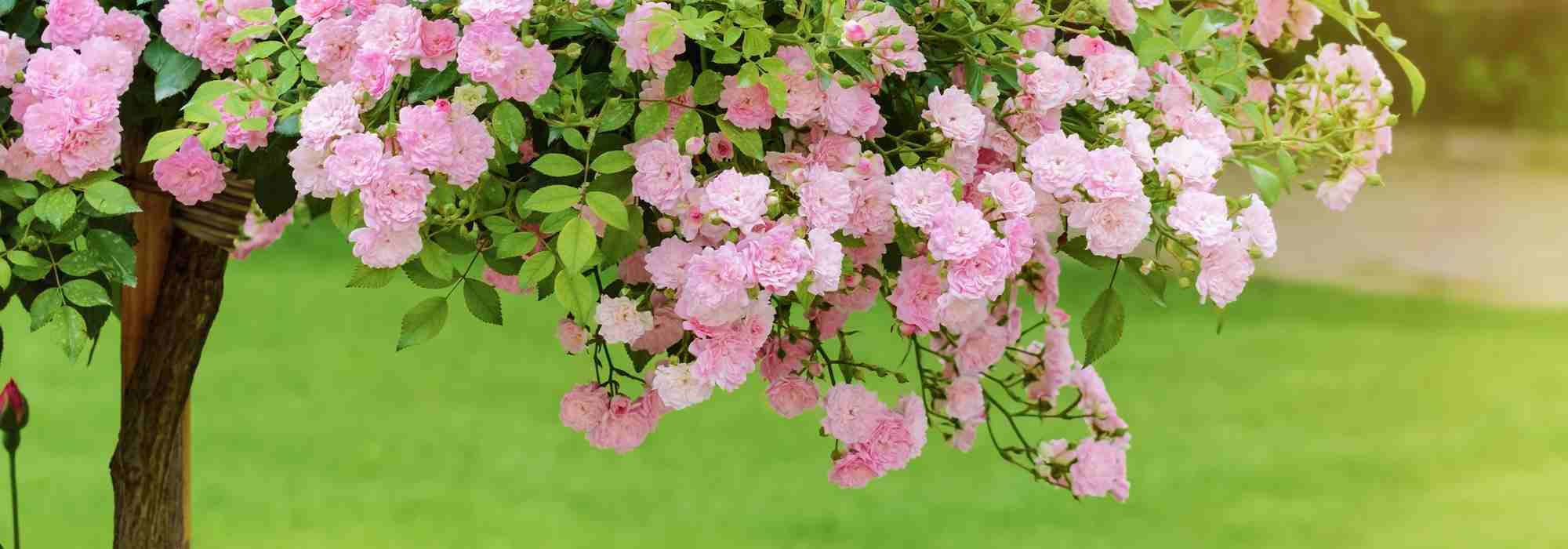 What is a standard rose or a weeping rose?