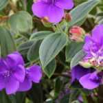 Tibouchina: planting, growing, care