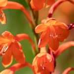 Watsonia: planting, care