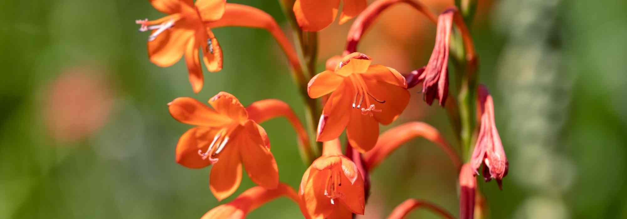 Watsonia: planting, care