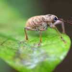 Hazelnut weevil: how to identify it and get rid of it?
