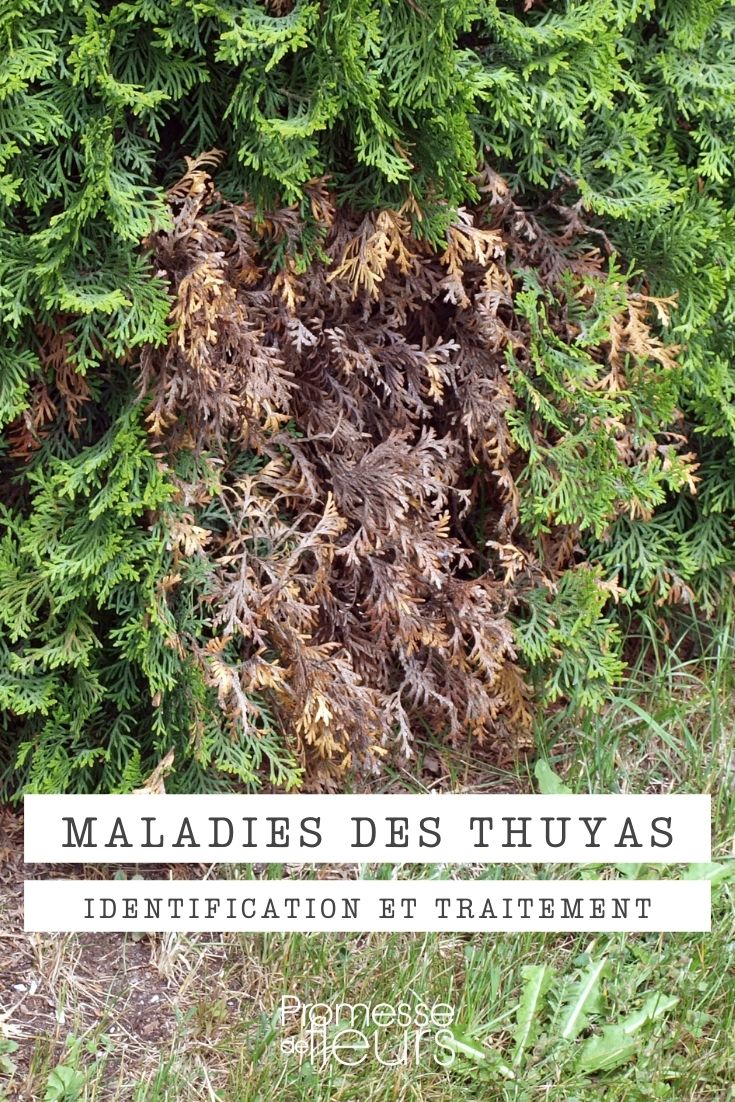 Diseases and Pests of the Thuja
