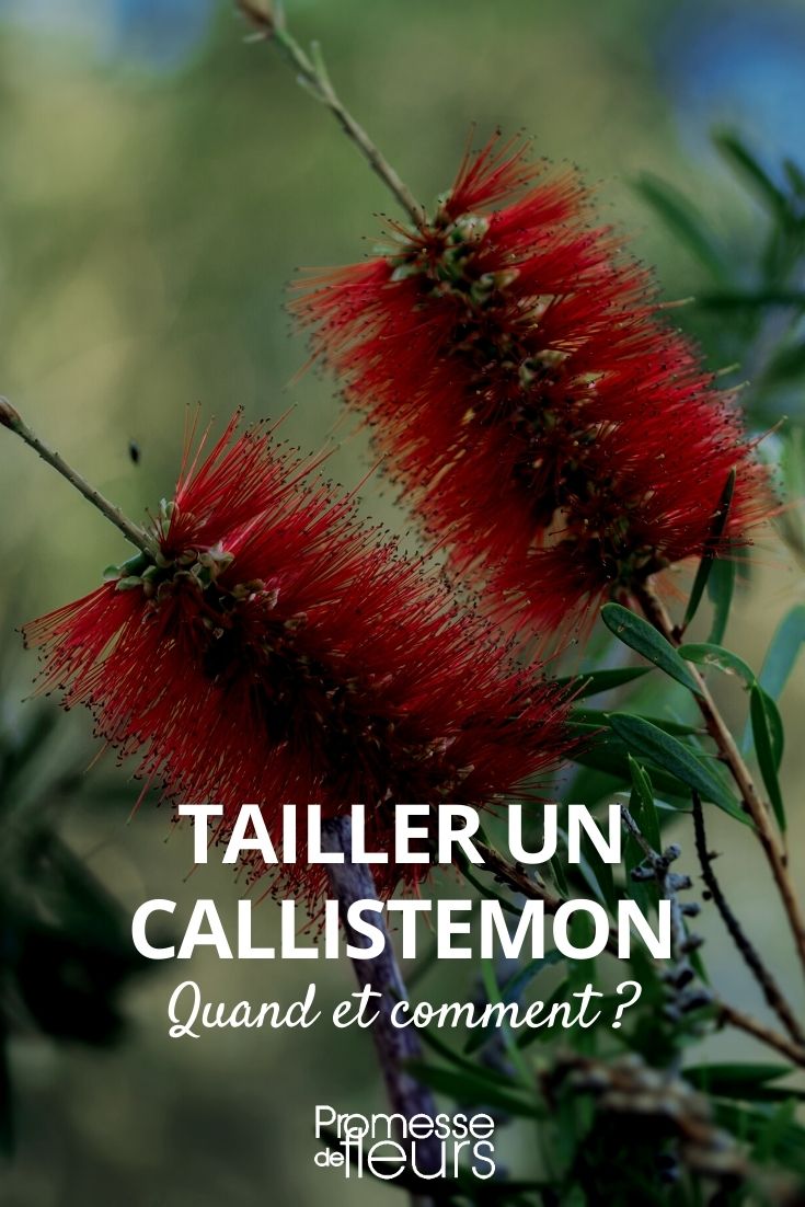 How to Prune a Callistemon?