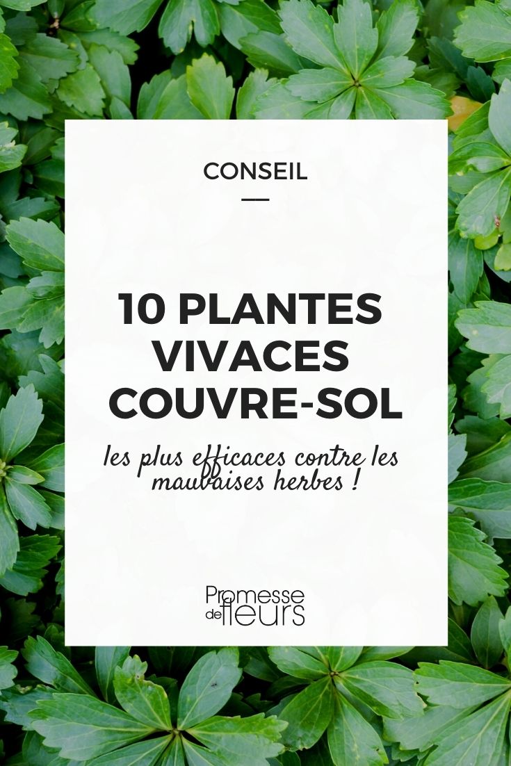 Selection of Ground-Cover Perennials