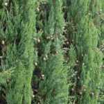 7 trees for a windbreak